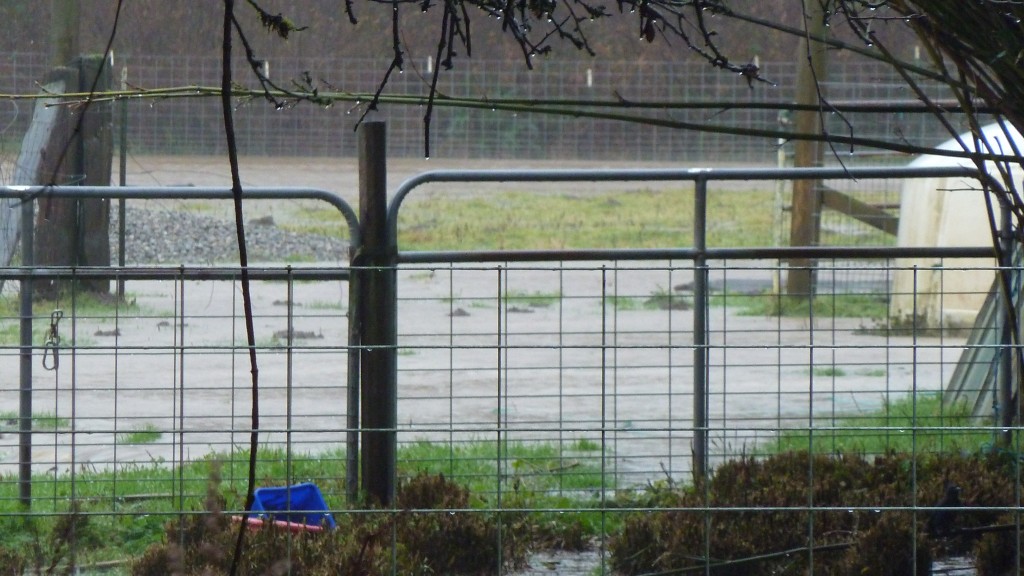 Pasture Flood