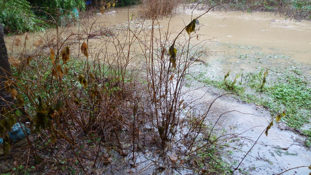 Front Step Encroachment