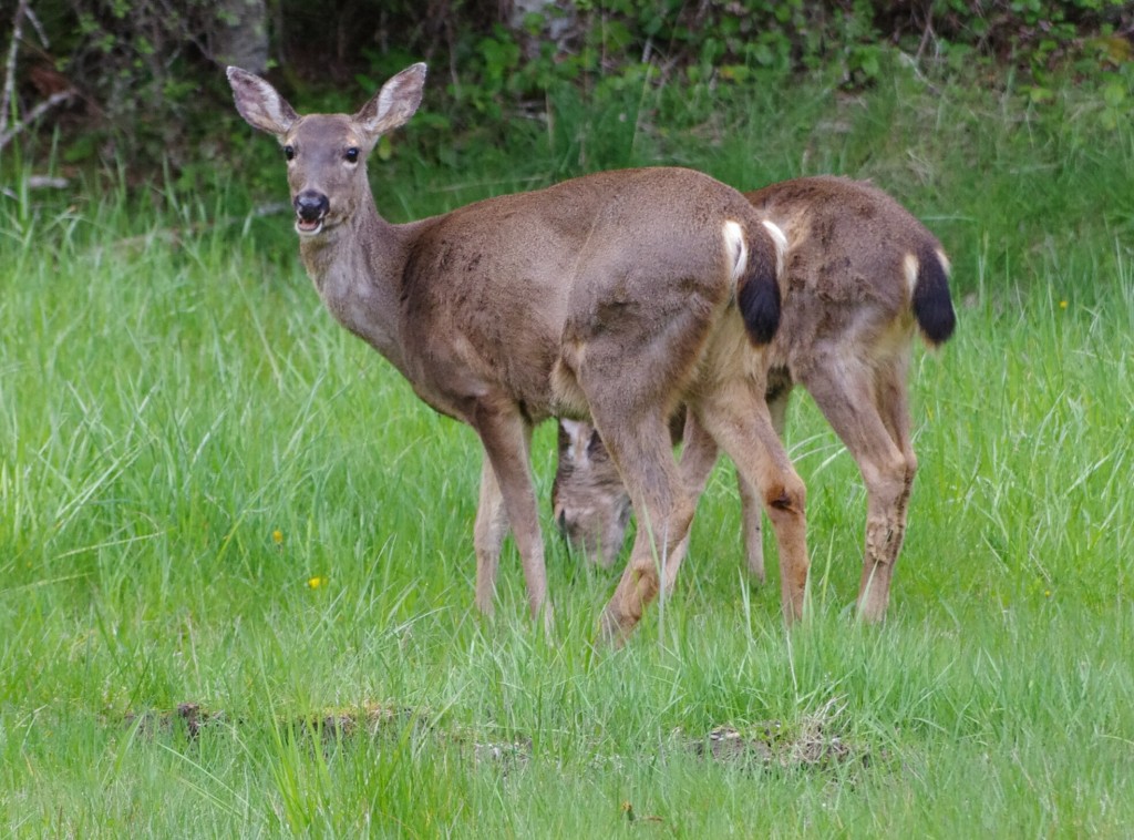 IMGP7230crp