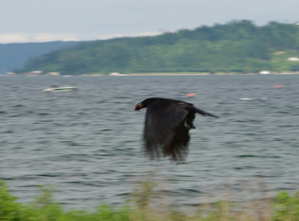This Crow has a chunk of charred sausage in its beak. IMGP1203crp