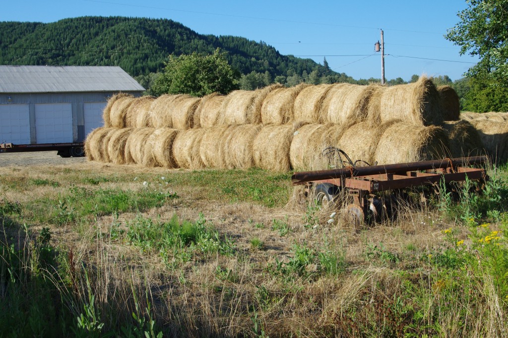 Skokomish Grass Hay IMGP2809