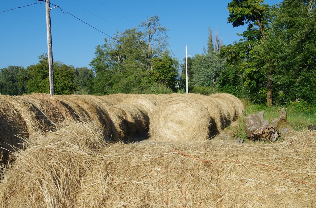 Making Hay while the Sun Shines IMGP2818crp