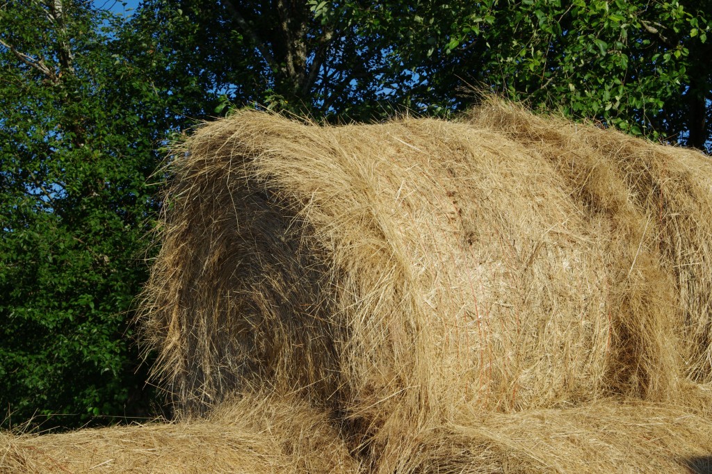 Plastic Wrapped Rolls make for Winter Silage IMGP2819