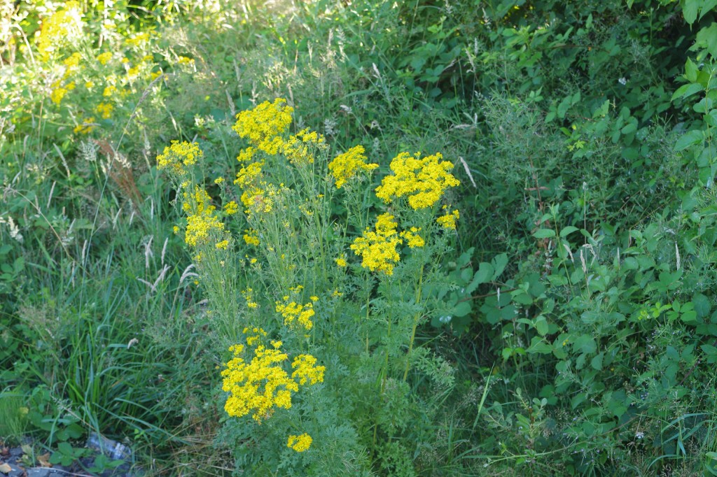 Obnoxious weed insidiously & cumulatively toxic to the liver, kills livestock over time IMGP2839
