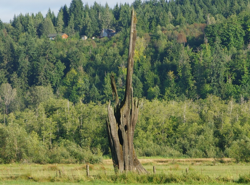 Remaining Ancient Cedar Husk  IMGP2845crp