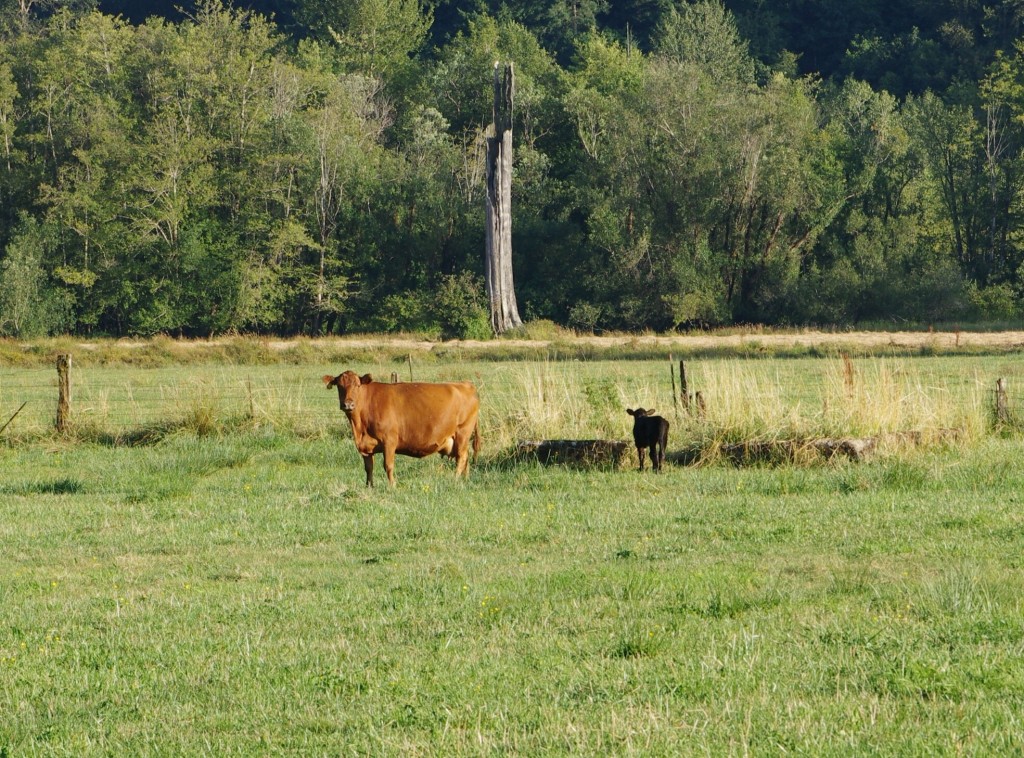 2 Sentinels  IMGP2848crp