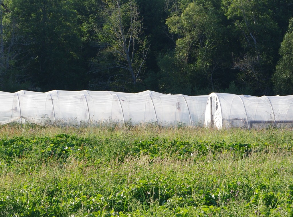 Inexpensive Tubular Greenhouses IMGP2871crp