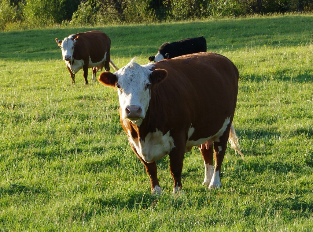 Whiteface Shorthorn Sacred Mama