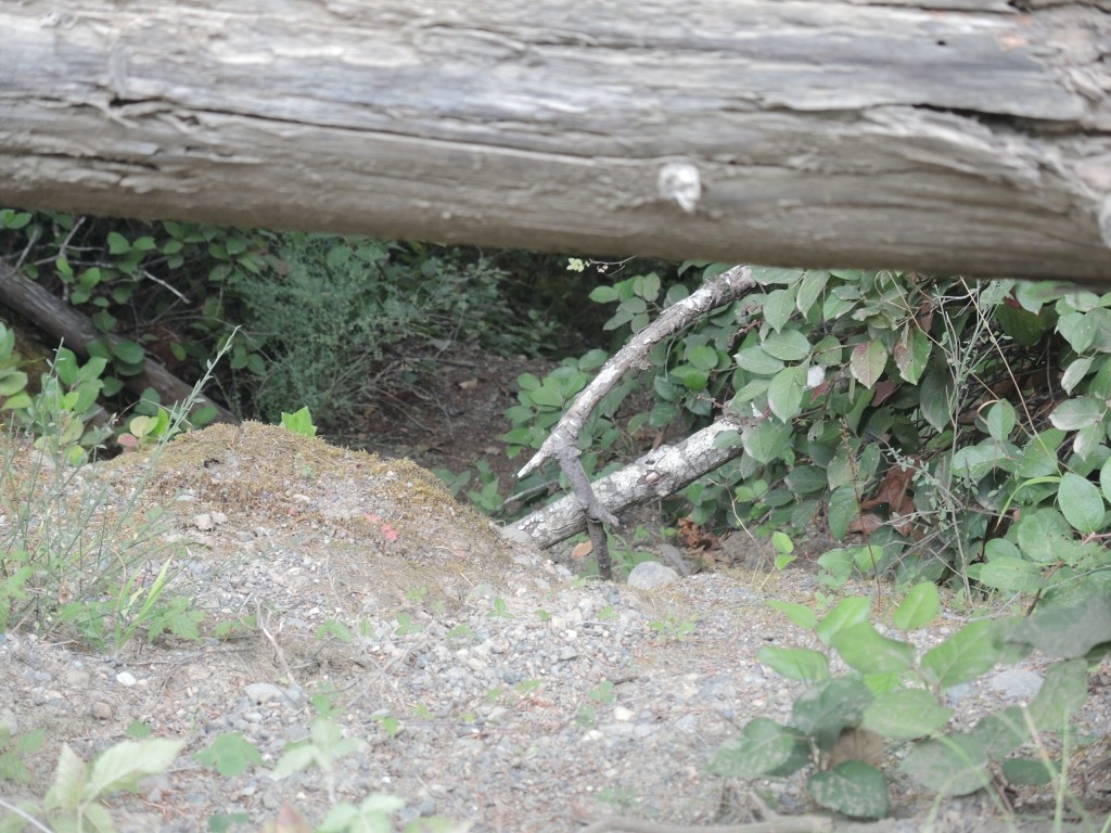 800-line Rd. Collapsing Near Govey Rd. Junction Yet Another Washout