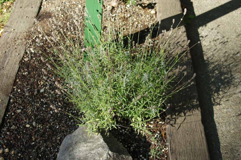 IMGP8245
