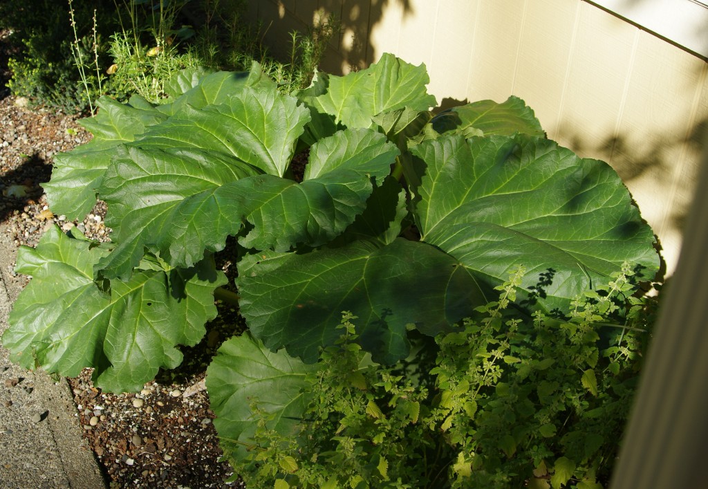 IMGP8250crp