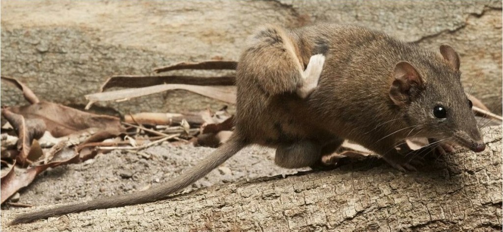 antechinus2crp