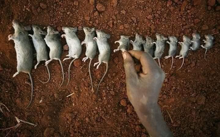 Beautiful Mice 1